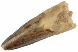 Fossil Spinosaurus Tooth - Real Dinosaur Tooth #367996-1